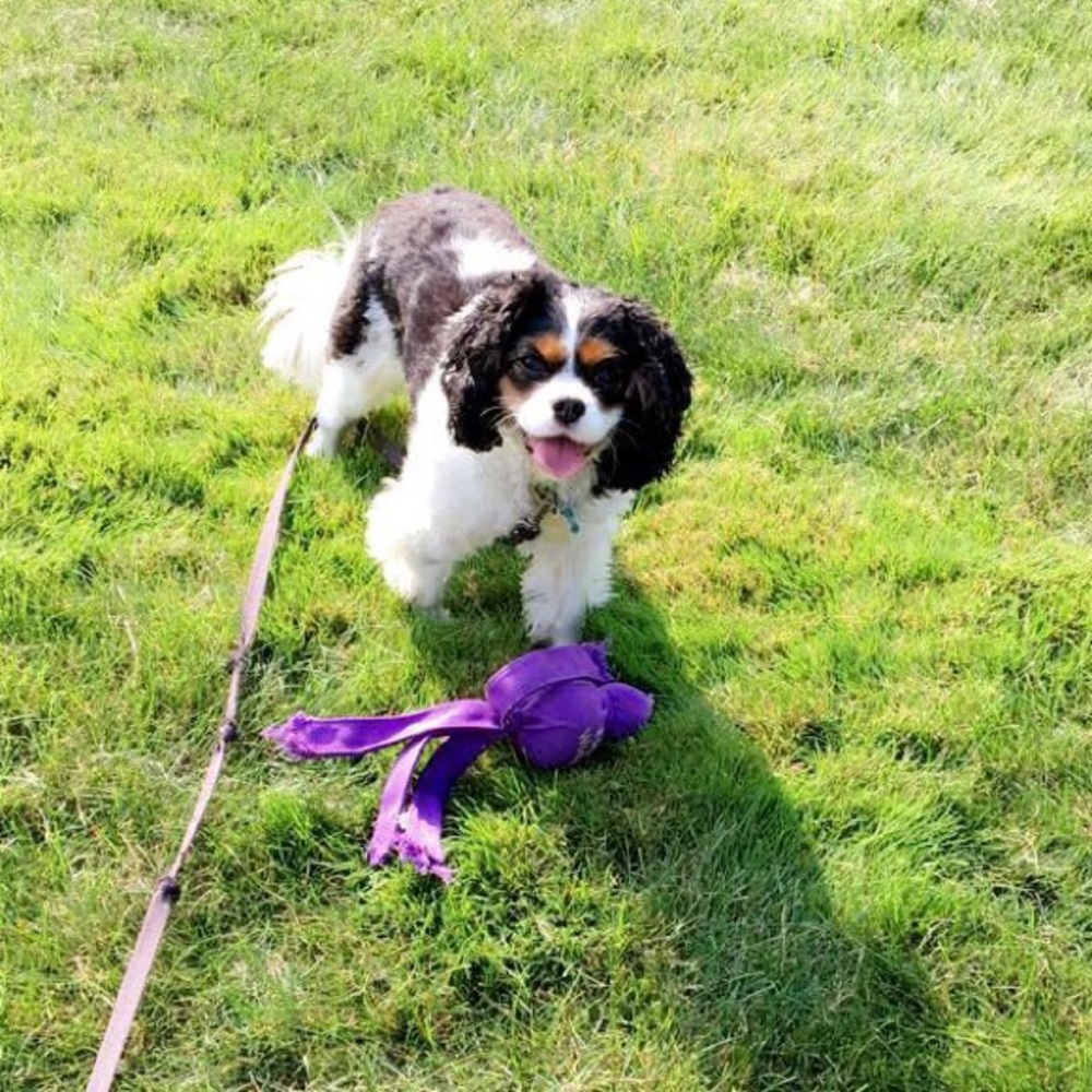 Meet your Posher, Hazel